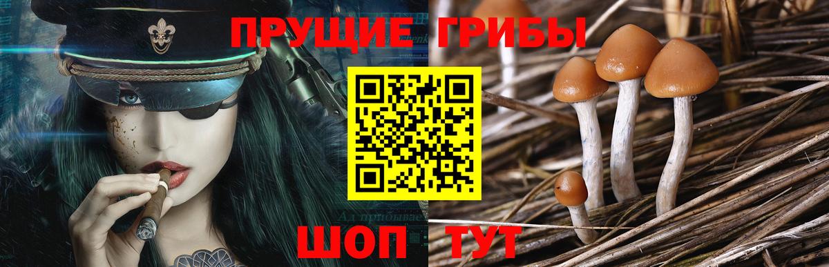 Галлюциногенные грибы Cubensis  Вход с VPN  Нерюнгри 